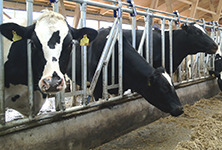 Молочно-товарная ферма на 395 фуражных коров