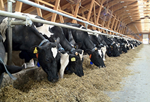 Молочно-товарная ферма на 650 коров