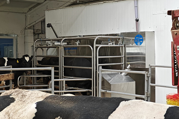 ВОЛШЕБНИК - единственный Российский доильный робот