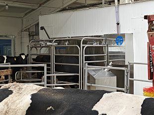 ВОЛШЕБНИК — Робот для доения коров