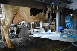 ВОЛШЕБНИК — Робот для доения коров